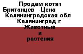 Продам котят Британцев › Цена ­ 3 000 - Калининградская обл., Калининград г. Животные и растения » Кошки   . Калининградская обл.,Калининград г.